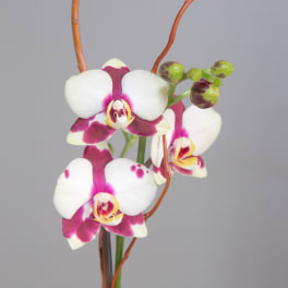 Telegraph Hill Orchids
