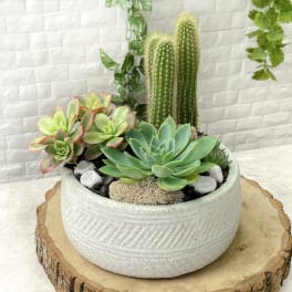 Succulent and cactus arrangement in a white ceramic bowl
