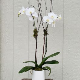 White orchid plant in a white pot with tall branches
