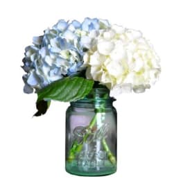 Blue and white hydrangeas in a green glass mason jar