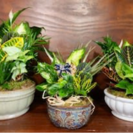 Three potted tropical plants arranged on a wooden surface