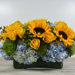 Sunflower elegance