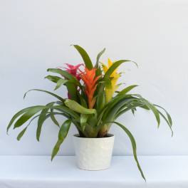Potted bromeliad plant with red, orange, and yellow blooms