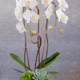 White orchids in a square vase with a succulent accent