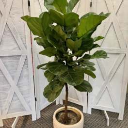 Fiddle Leaf Fig