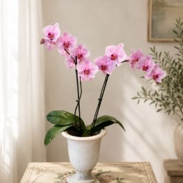 Pink orchid plant in a white pedestal urn on a decorative table
