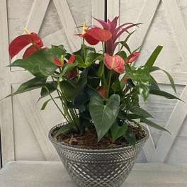 Potted anthurium plant with red blooms in a glass bowl
