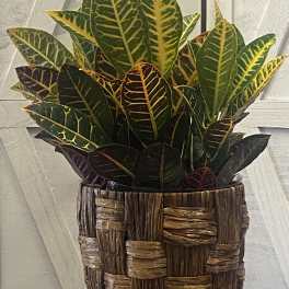 Croton