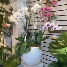 Potted orchids in white and pink arranged in a white ceramic planter