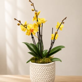 Yellow orchid plant in a white woven pot