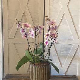 Potted pink and white orchids in a ribbed ceramic planter
