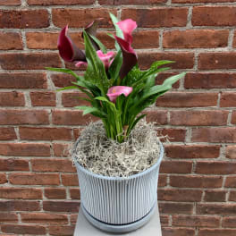 Pink calla lilies in a ribbed gray pot with moss on top