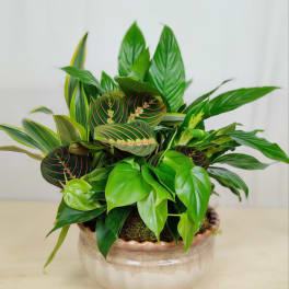 Potted arrangement of assorted green houseplants in a ceramic bowl