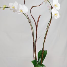 White orchids in a white square vase with glossy green leaves
