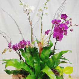Arrangement of purple and white orchids in a low container