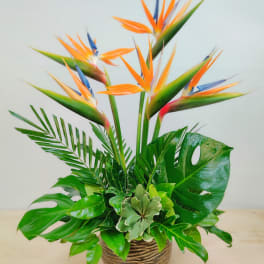 Simple Flight Birds of Paradise