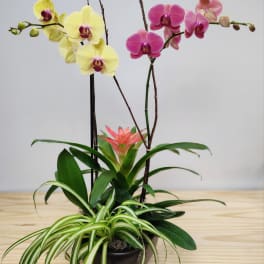 Potted orchids with yellow and pink blooms and a spider plant