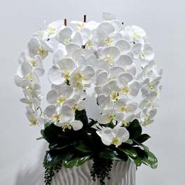 White orchid arrangement in a textured white planter