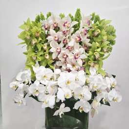 Orchidaceous