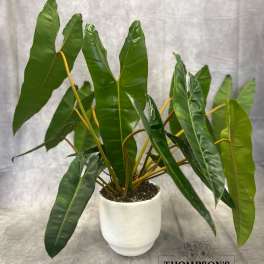 Modern Tropic