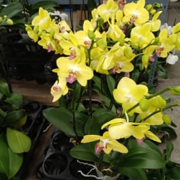 Yellow orchids in black pots with a few white orchids nearby
