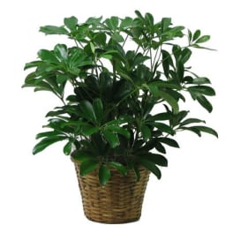 Potted green houseplant in a woven basket