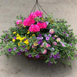 HANGING BASKET SUN