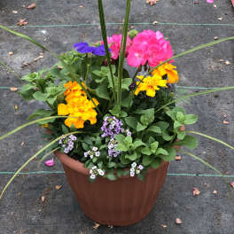 Colorful potted flower arrangement with pink, yellow, purple, and white blooms