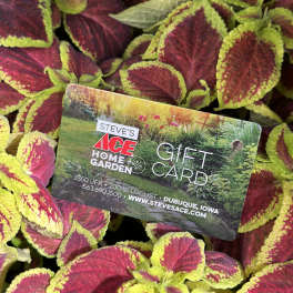 Colorful coleus plant with red and lime-edged leaves and a gift card