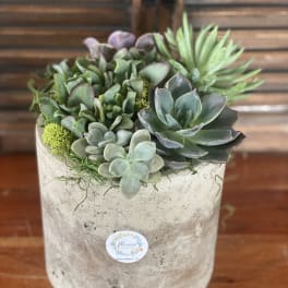 Potted succulent arrangement in a concrete planter