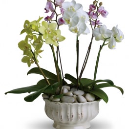 Potted orchids in white, green, and lavender blooms in a ceramic planter