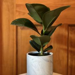Potted rubber plant in a white marbled planter