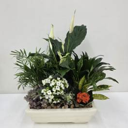 Ceramic Dishgarden