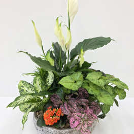 Stone Planter Dishgarden