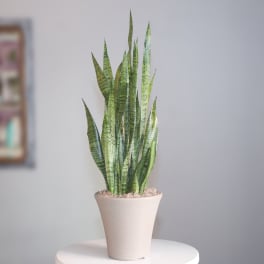 Serene green Sansevieria Plant