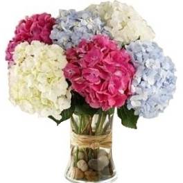 MIXED HYDRANGEA ARRANGEMENT
