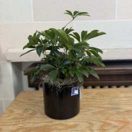 Potted green houseplant in a black container on a wooden table