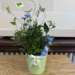 Blue flowers in a light green pot with a white ribbon and daisy accent