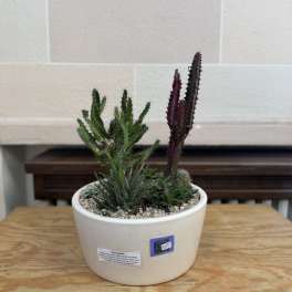Potted succulent arrangement in a white ceramic bowl