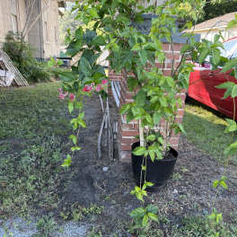 Bleeding Heart Vine