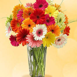 Colorful gerbera daisies arranged in a clear glass vase