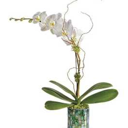 White orchid plant in a mosaic-patterned pot