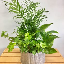 Mixed green houseplants in a ribbed metal planter