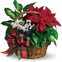 Basket of red poinsettia, white flowers, and assorted green plants with a plaid bow