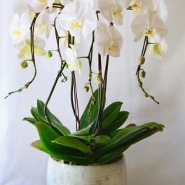 White orchids in a white ceramic pot