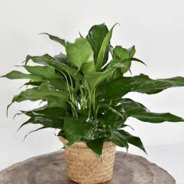 Potted green houseplant in a woven basket planter