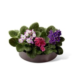Potted African violets with purple, white, and pink blooms