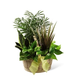 Assorted green houseplants arranged in a woven basket with a yellow ribbon bow