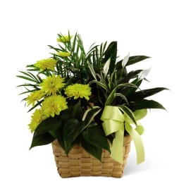 Yellow chrysanthemums in a woven basket with a ribbon
