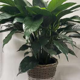 Tall leafy green potted plant in a two-tone woven basket on a draped surface
